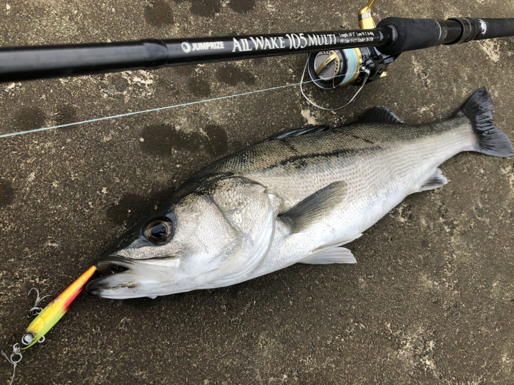 新潟県シーバス釣果速報 Nofishboy